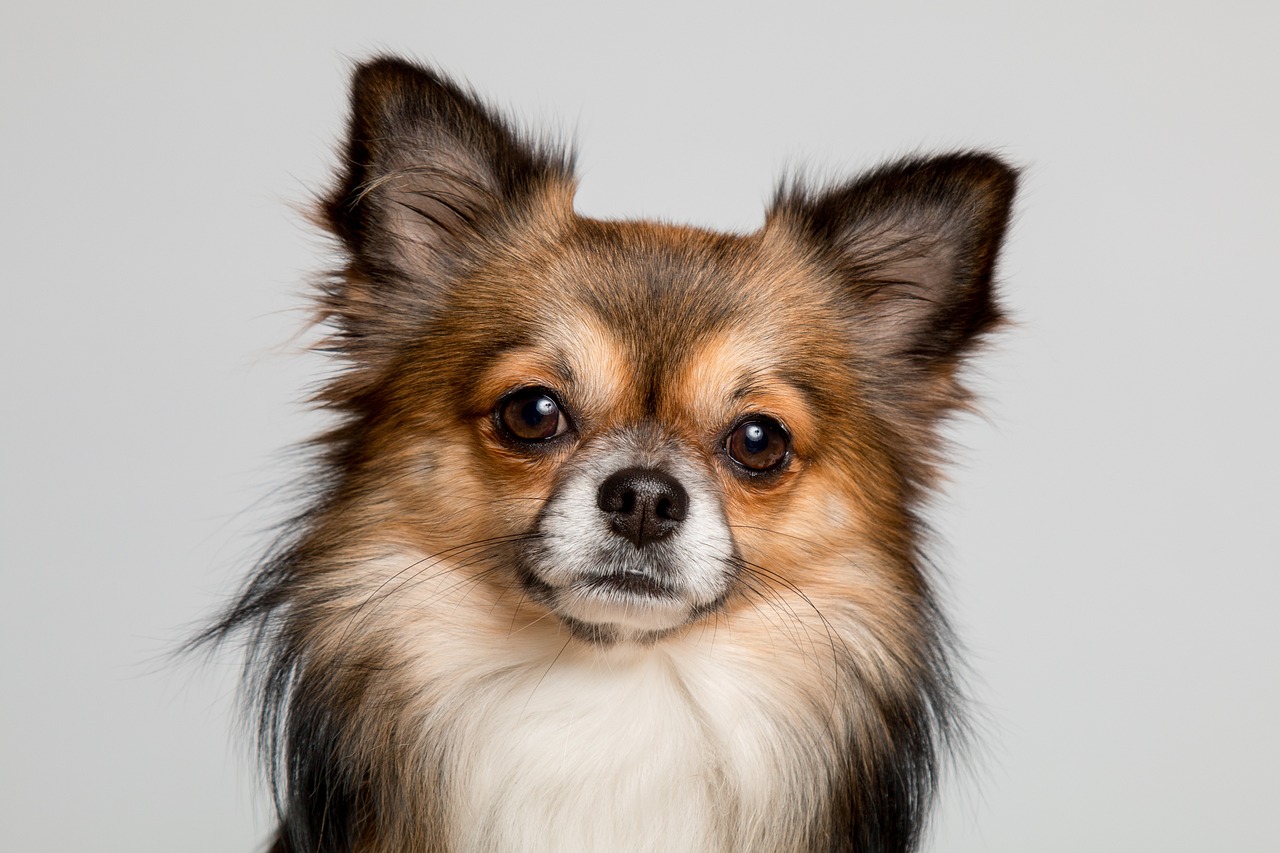 The Unique Grooming Needs of Long-Haired Dog Breeds